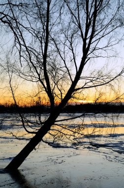 ağaç sunset karşı