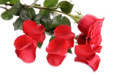 Red rose clipart