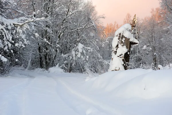 Bosque de invierno — Foto de Stock