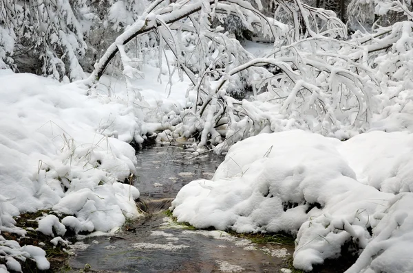 Flusso in legno invernale — Foto Stock