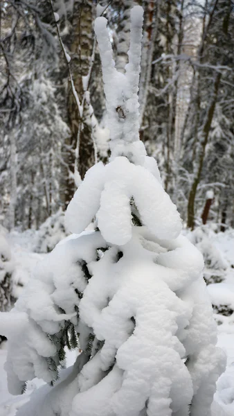 Śnieg ograniczona jodła — Zdjęcie stockowe