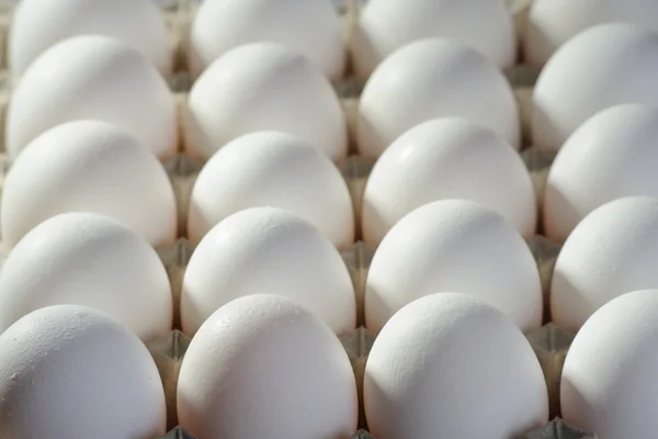 stock image Eggs