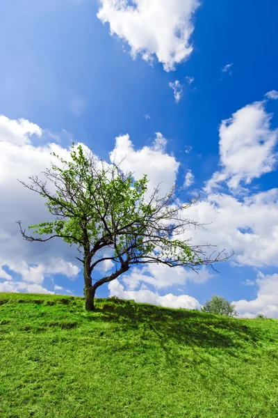 Samotne drzewo w pochmurne niebo niebieskie — Zdjęcie stockowe