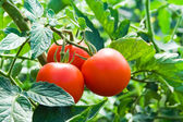 frische rote Tomaten und grüne Blätter