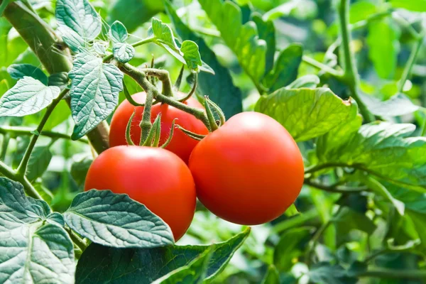 Tomates vermelhos frescos e folhas verdes — Fotografia de Stock