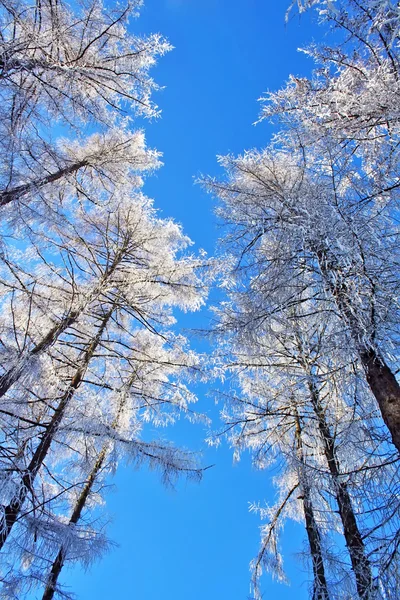 Schnee bedeckte Bäume am blauen Himmel — Stockfoto