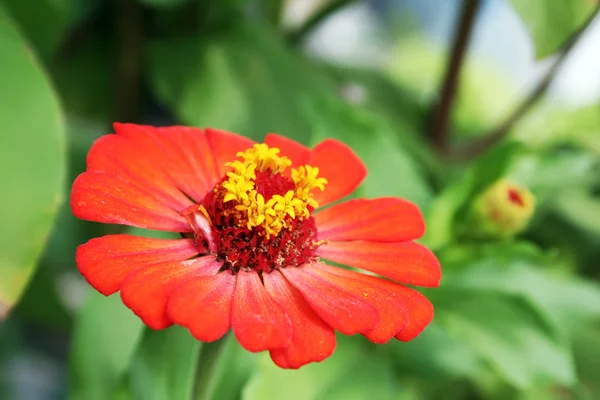 stock image Blossoming red flower in green leaves