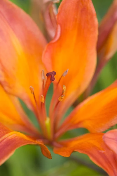 stock image Lily close up.