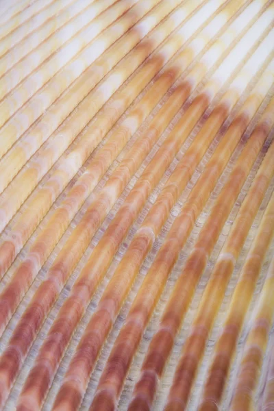 Povrch shell. — Stock fotografie