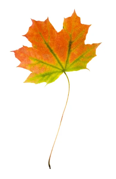 Autumn leaf. — Stock Photo, Image
