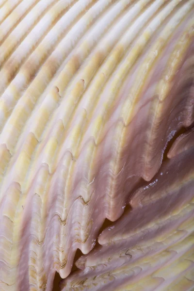 Povrch shell — Stock fotografie