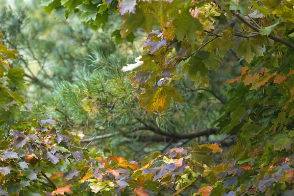 stock image Autumn wood.