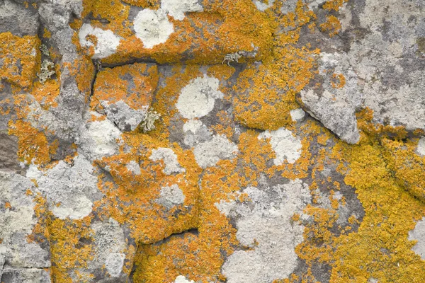 Скеля покрита лишайником — стокове фото
