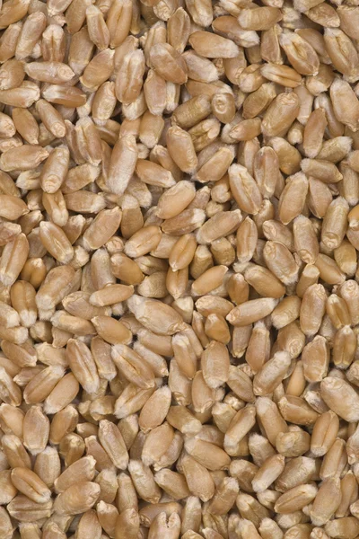 小麦籽粒. — 图库照片