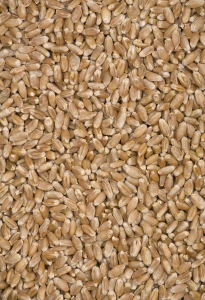 Granos de trigo . —  Fotos de Stock