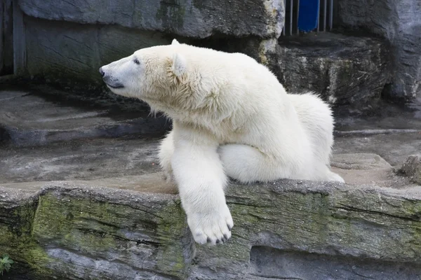 Kutup ayısı. Stok Resim