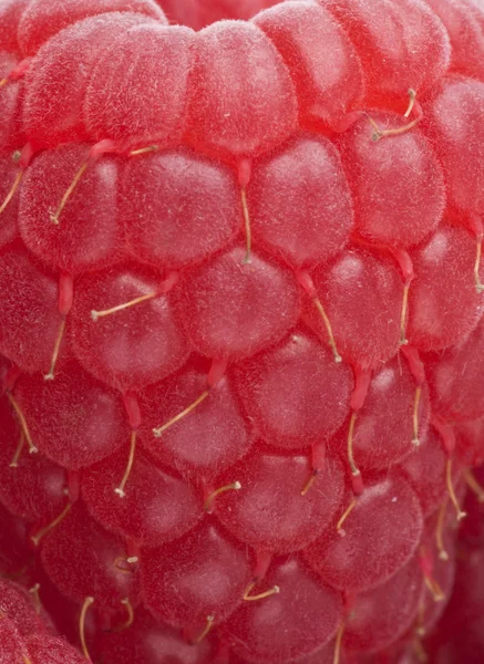 Raspberry close up — Stock Photo, Image