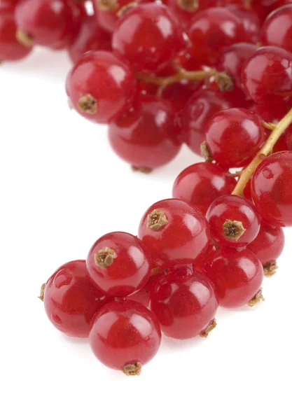 stock image Red currant