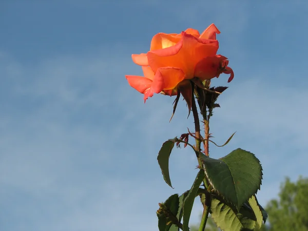 Rose on a background of the blue sky — Stock Photo, Image