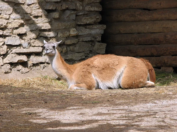 Das Lama im Zoo — Stockfoto