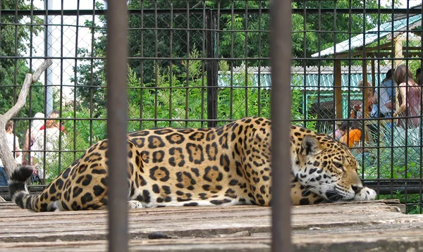 O leopardo — Fotografia de Stock
