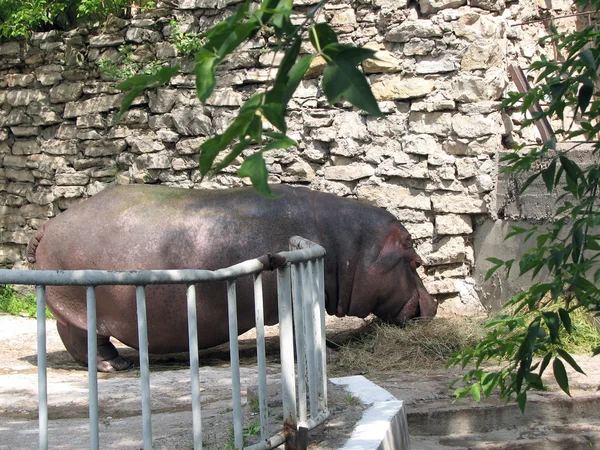 El hipopótamo en un zoológico Fotos de stock libres de derechos