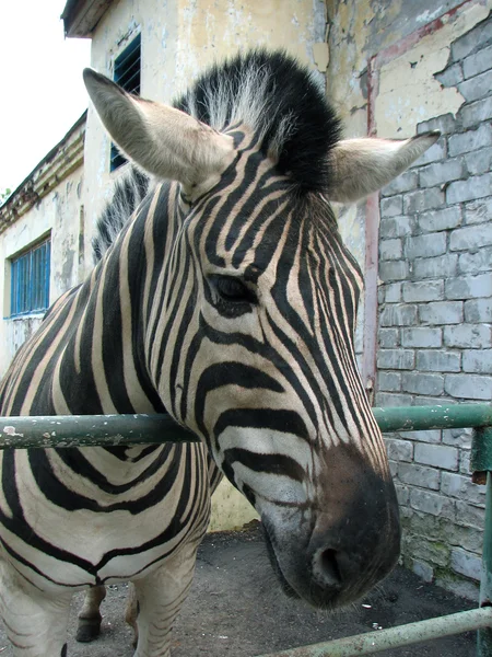 La Zebra in uno zoo Foto Stock