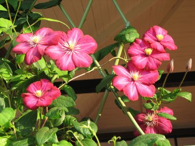 Flowers of clematis clipart