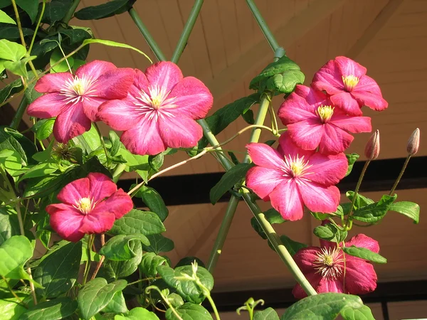 stock image Flowers of clematis