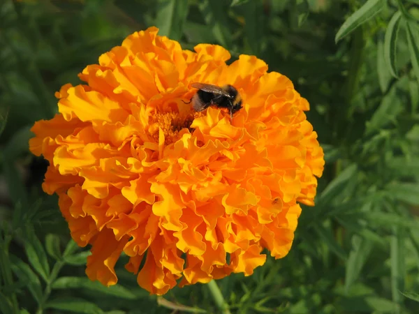 Orange marigold — Stock Photo, Image
