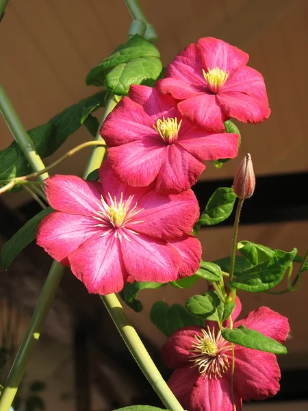 Quattro fiori clematis Immagine Stock