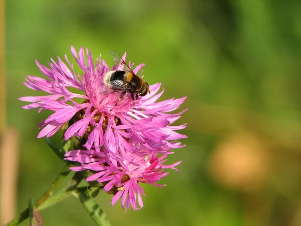 엉 겅 퀴의 꽃에 꿀벌 — 스톡 사진