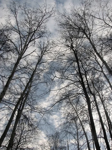 stock image Trees on a background of the sky