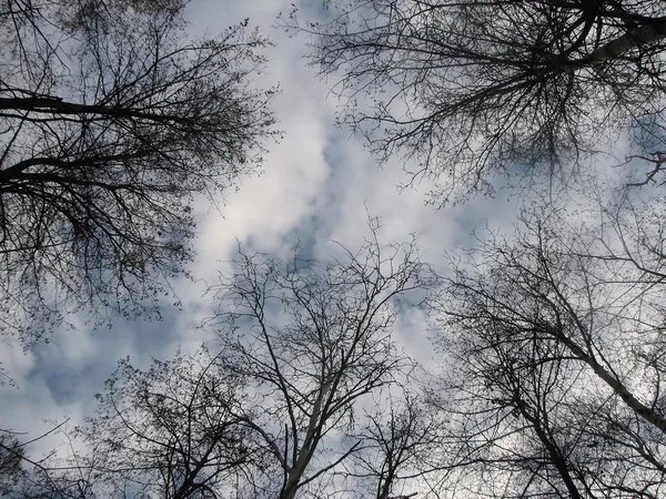 stock image Trees on a background of the sky