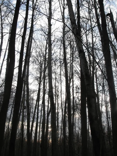 Bäume auf einem Hintergrund des Himmels — Stockfoto