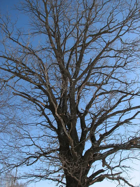 Corona di una quercia — Foto Stock