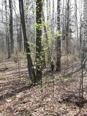Bahar ahşap hafif bahar broşürleri