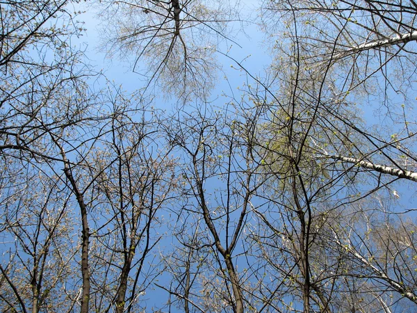 stock image Crones of trees with gentle leaflets