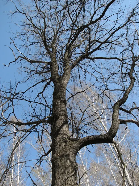 Kronen von Bäumen — Stockfoto