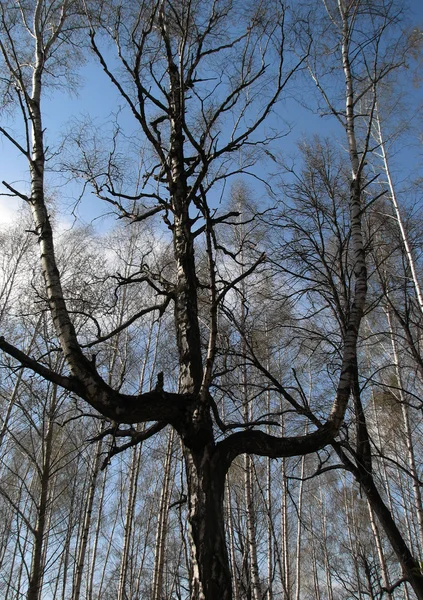 Koron drzew — Zdjęcie stockowe