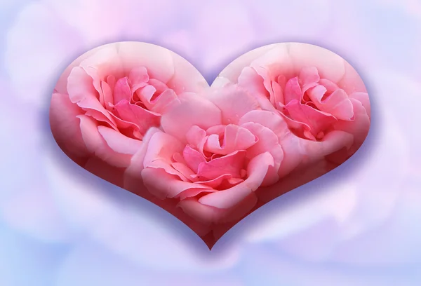 Et stort hjerte av de tre rosene – stockfoto