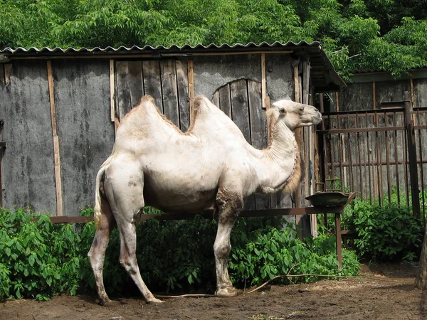 Бактрійський верблюд у зоопарку. — стокове фото