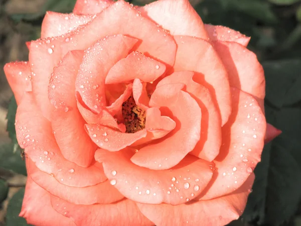 一个大型的粉红色玫瑰花蕾 — 图库照片