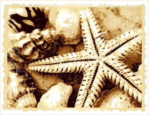 Cockshell e estrela do mar no bich —  Vetores de Stock