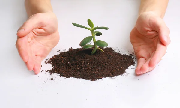 Man med en växt mellan händerna — Stockfoto