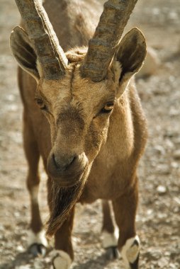 The goat has got hungry clipart