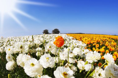 The field of orange and white flowers clipart