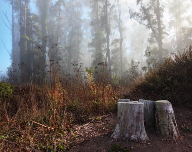 Morning fog in a wood clipart