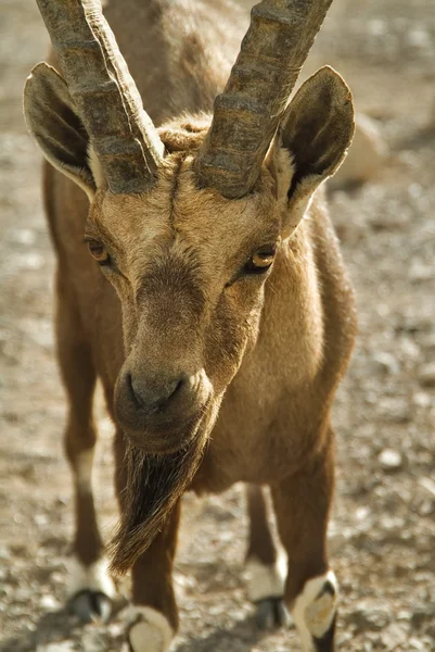 stock image The goat has got hungry