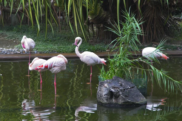 Familie eines Flamingos — Stockfoto